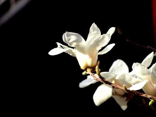 白色玉兰花花语（白色玉兰花的特点是什么）-图3