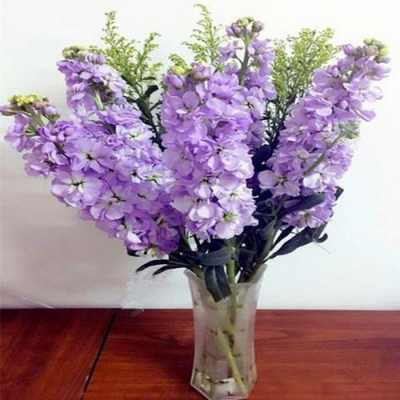紫萝兰花期（紫萝兰的花）-图1