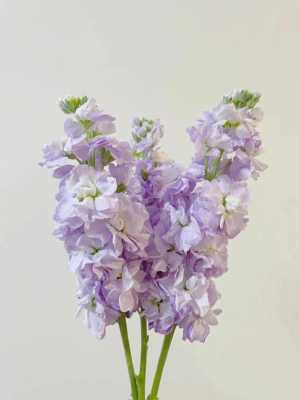 紫萝兰花期（紫萝兰的花）-图2