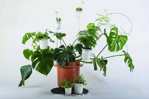 不同的植物有不同的种植方式？各种植物的种植方法-图3