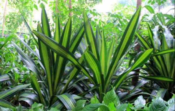室外最耐阴的十大漂亮植物？什么植物喜阴-图3