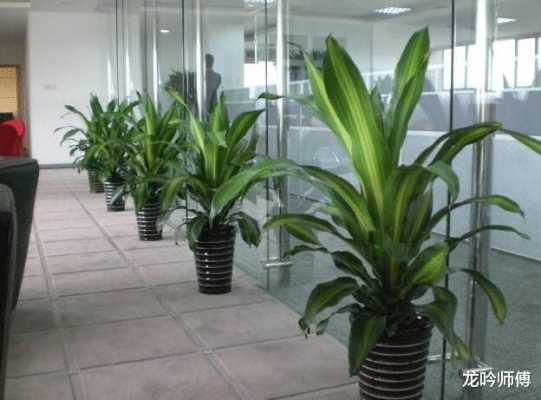 办公室养不死的植物？适合办公室养的植物-图3