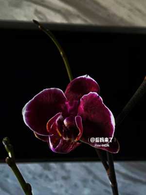 蝴蝶兰花苞变黑色（蝴蝶兰花苞发黑）