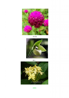 花的各部分名称是什么？植物花的类型-图2