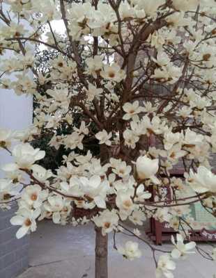 白玉兰花树怎么养（白玉兰花树养护）-图2