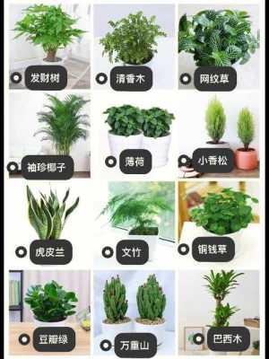 什么绿植是最好养的？最好养的植物有哪些-图1