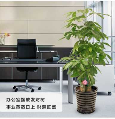 办公室门口放什么植物，办公室门口放什么植物知识？办公室适合放什么植物
