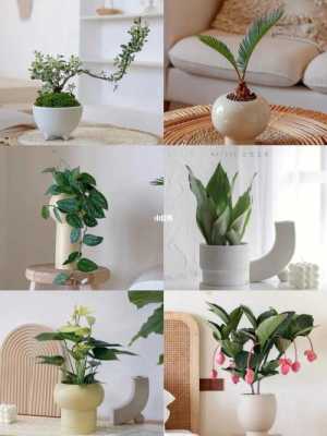 房间放什么植物可以净化空气？室内净化空气植物-图3