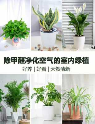 房间放什么植物可以净化空气？室内净化空气植物-图1