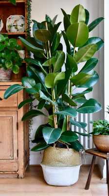 最适合客厅的30种大植物，大气又漂亮，你家有吗？植物图片及名称大全-图3