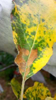 树叶发黄干枯脱落原因？植物叶子发黄是什么原因-图1