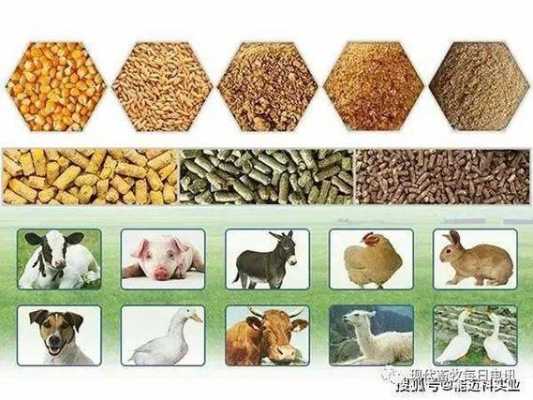 动物性蛋白饲料与植物性饲料在营养特性及饲喂价值方面有何异同点？植物饲料-图1