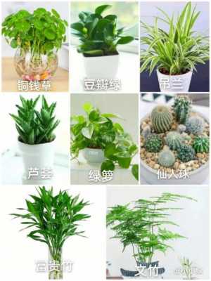 植物办公室常种的植物？办公室适合养的植物-图3