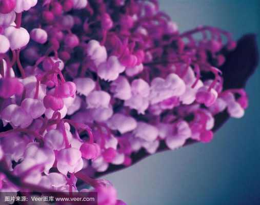 紫色铃兰花养殖（紫玲兰花）-图1