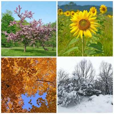 春、夏、秋、冬四季的代表花草各是什么？夏天的代表植物-图1