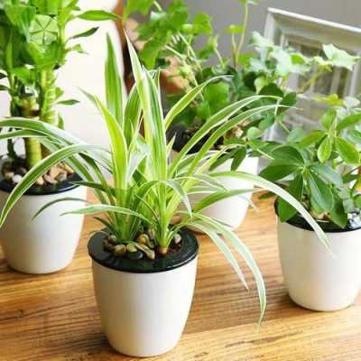 净化空气最佳植物排名？净化室内空气的植物-图3