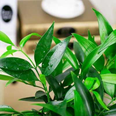 净化空气最佳植物排名？净化室内空气的植物-图2