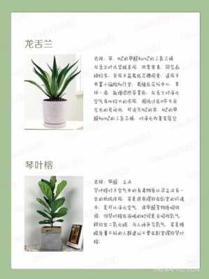 适合室内养的植物？适合室内养的植物-图3