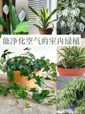 净化空气最佳植物排名？净化空气的植物-图1