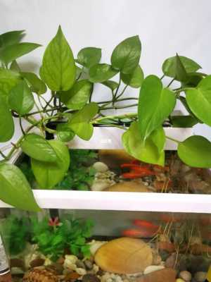 鱼缸里怎么养植物？植物怎么养-图2