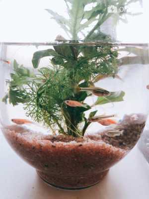 鱼缸里怎么养植物？植物怎么养-图1