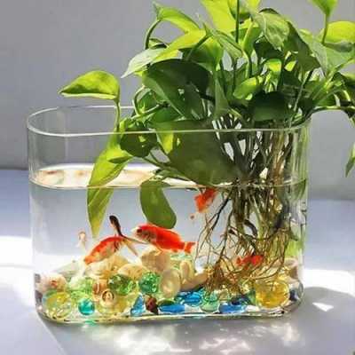 鱼缸里怎么养植物？植物怎么养-图3