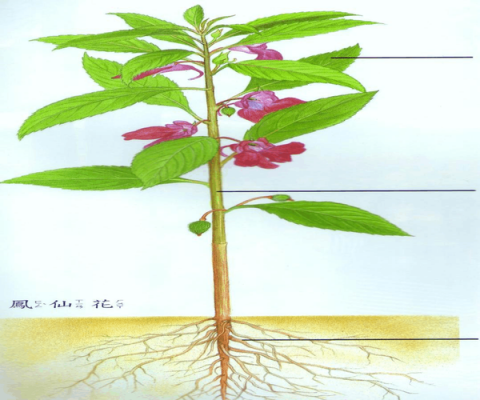 植物的的根，茎，叶，花，果都有什么特点？植物的叶-图1