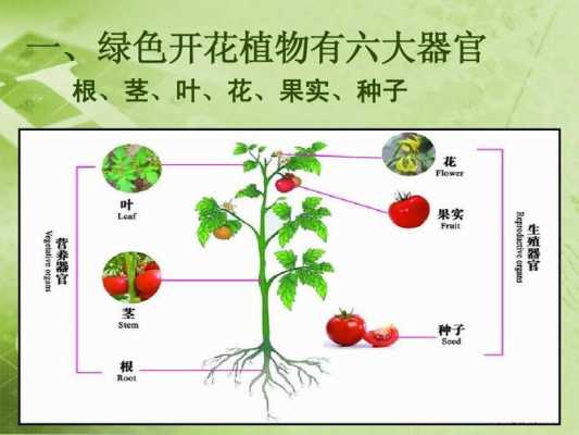 植物的的根，茎，叶，花，果都有什么特点？植物的叶-图3