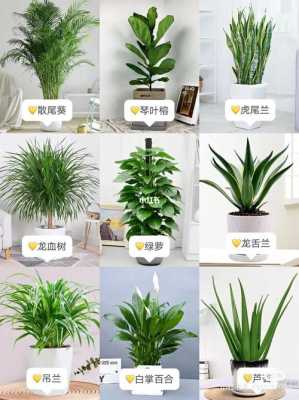 十大最旺家宅的植物？室内种植的植物