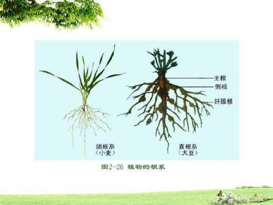 植物根部可分为哪几个区域？植物根的分类-图3