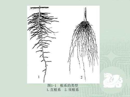 植物根部可分为哪几个区域？植物根的分类-图1