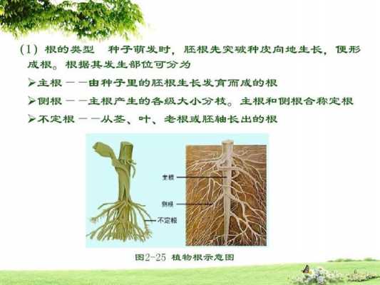 植物根部可分为哪几个区域？植物根的分类-图2