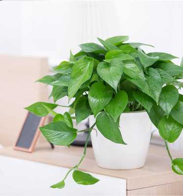 净化空气最佳植物排名？什么植物净化空气最好-图3