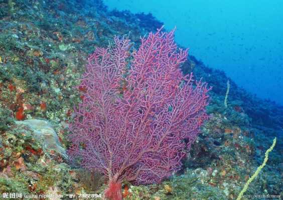 海洋资源基本分类有哪些呢？海洋里的植物有哪些