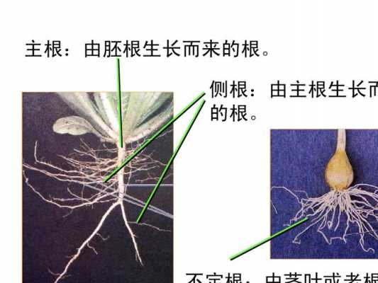 种子，根，茎，叶繁殖的植物有哪些？用茎繁殖的植物有哪些-图1