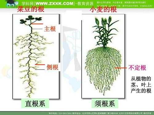 种子，根，茎，叶繁殖的植物有哪些？用茎繁殖的植物有哪些-图2