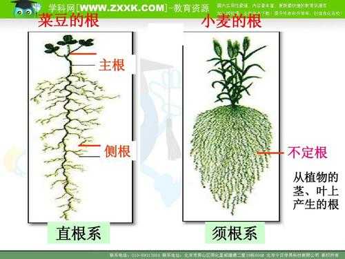种子,根,茎,叶繁殖的植物有哪些?用茎繁殖的植物有哪些-图2 种子,根,茎,叶繁殖的植物有哪些?用茎繁殖的植物有哪些-图2