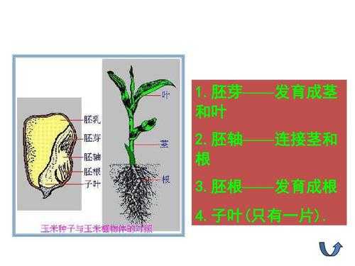 种子，根，茎，叶繁殖的植物有哪些？用茎繁殖的植物有哪些-图3
