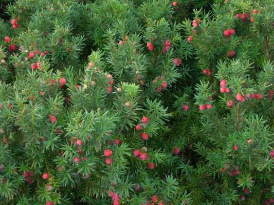 红豆杉是一种什么植物？红豆杉植物-图1