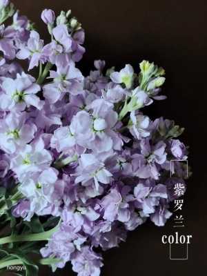 顶级紫罗兰花卉图片（顶级紫罗兰花卉图片欣赏）-图1
