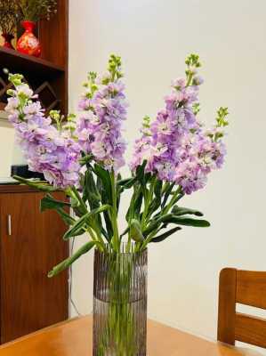 顶级紫罗兰花卉图片（顶级紫罗兰花卉图片欣赏）-图3