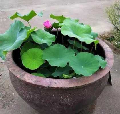 大水缸种什么植物最好看？水缸里种什么植物好-图3