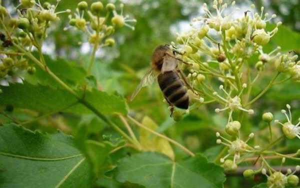 养蜂种什么花蜜源最好？流蜜的植物有哪些-图1