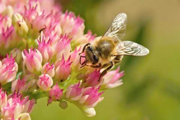 养蜂种什么花蜜源最好？流蜜的植物有哪些-图2