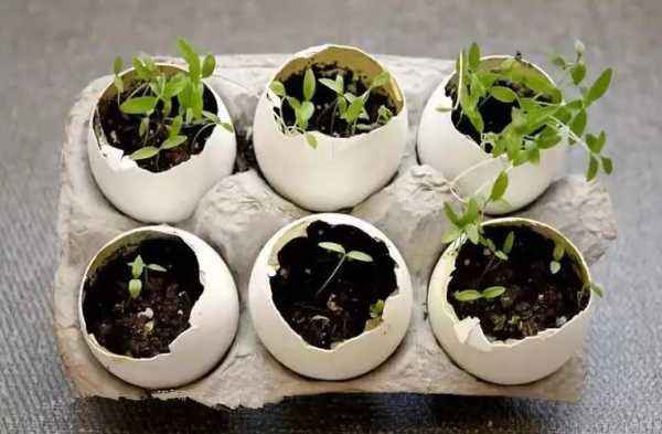 蛋壳种菜的正确方法？鸡蛋壳可以种什么植物-图3