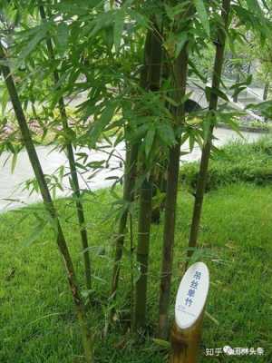 竹子的名字是什么？竹子类植物图片及名称-图2
