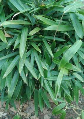 竹子的名字是什么？竹子类植物图片及名称-图3