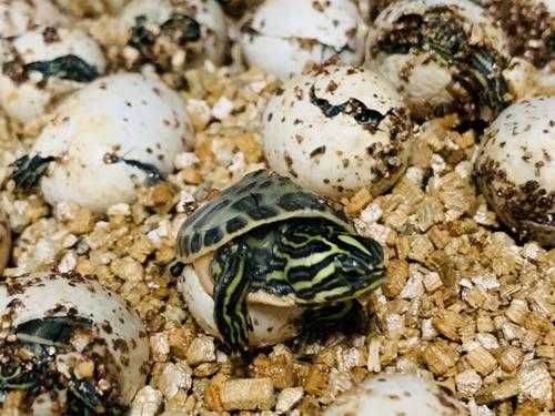 乌龟样下蛋要准备什么？山龟蛋植物-图3
