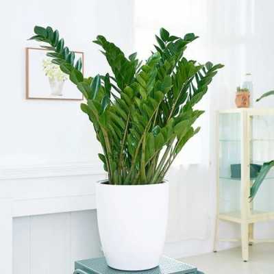 最适合客厅的30种大植物，大气又漂亮，你家有吗？客厅香植物-图3