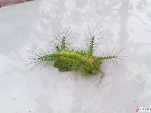 绿色吐丝的虫子是什么？虫体长植物-图1